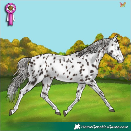 Horse Color:Silver Brown Splash Appaloosa 