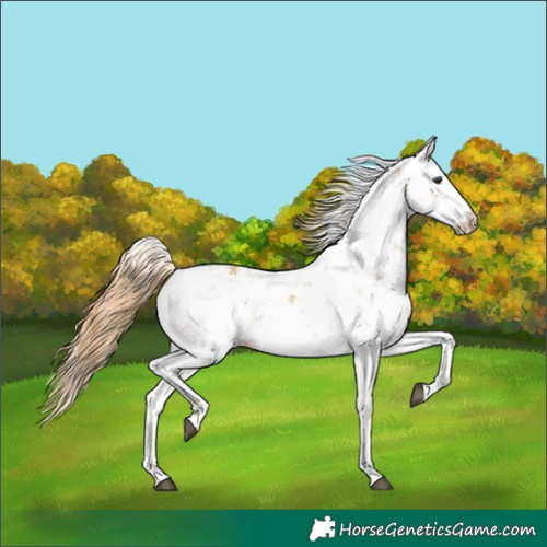 Horse Color:Chestnut Sabino