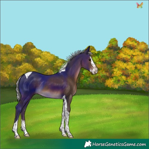 Horse Color:Silver Black Splash Tobiano 