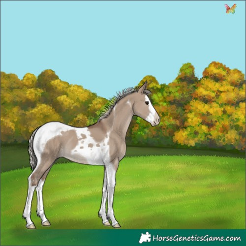 Horse Color:Silver Grullo Splash Tobiano 