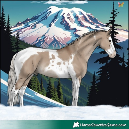 Horse Color:Silver Grullo Splash Tobiano 