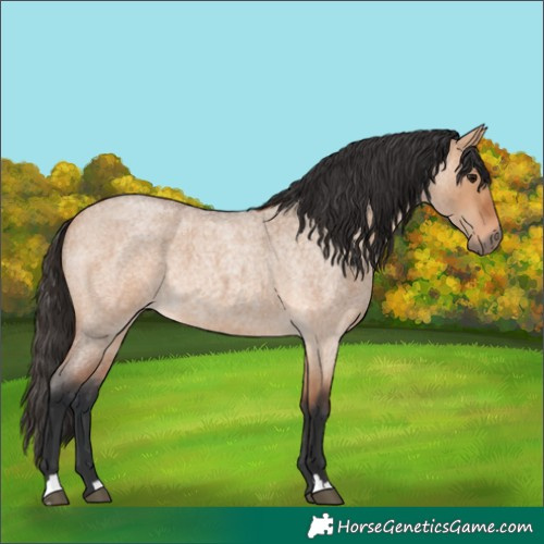 Horse Color:Bay Roan Dun 