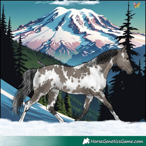 Horse Color:White Spotted Grullo 