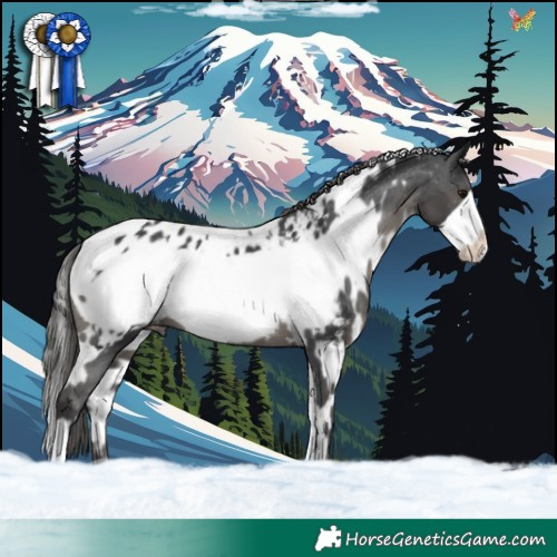 Horse Color:White Spotted Black Frame Appaloosa 