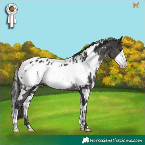 Horse Color:White Spotted Black Frame Appaloosa