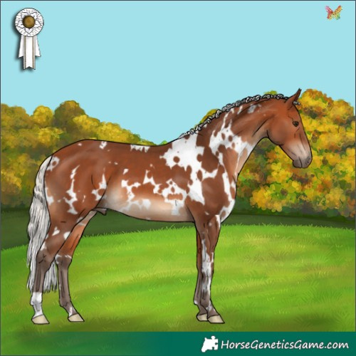Horse Color:White Spotted Silver Bay