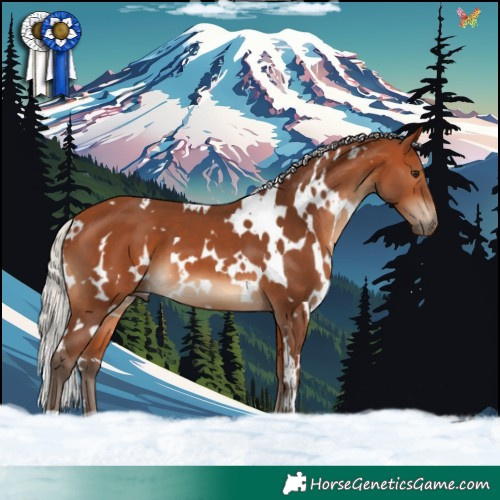 Horse Color:White Spotted Silver Bay 
