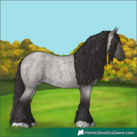 Horse Color:Smoky Grullo Roan 