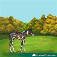 Horse Color:White Spotted Brown Sabino Rabicano 