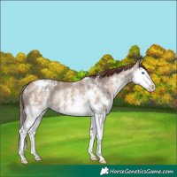 Horse Color:White Spotted Classic Champagne Dun Splash Appaloosa Rabicano 