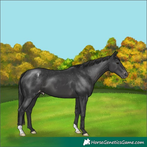 Horse Color:Black Appaloosa