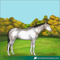 Horse Color:Brown Dun Sabino Frame Appaloosa Rabicano
