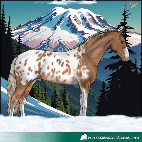 Horse Color:White Spotted Chocolate Palomino Tobiano Appaloosa 