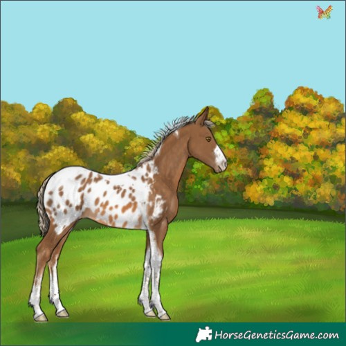 Horse Color:White Spotted Chocolate Palomino Tobiano Appaloosa 
