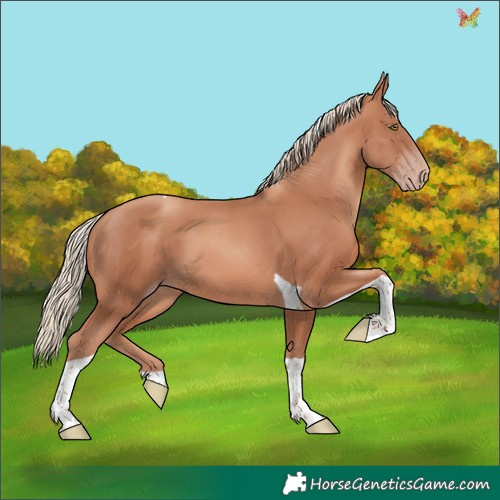 Horse Color:Gold Champagne Tobiano