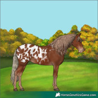 Horse Color:Chestnut Blanket 