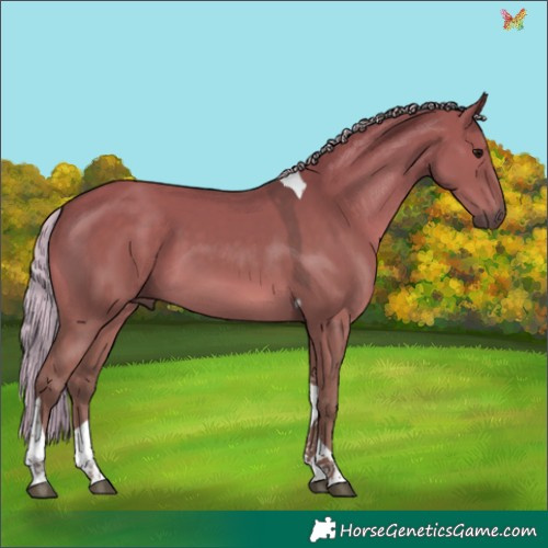 Horse Color:Silver Grullo Tobiano 