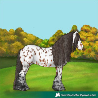 Horse Color:Bay Appaloosa 