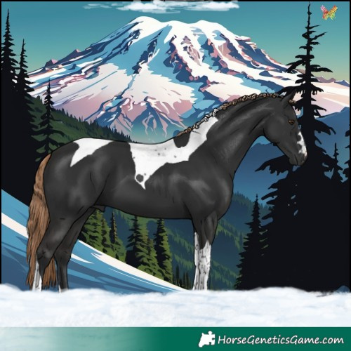 Horse Color:Liver Chestnut Tobiano 