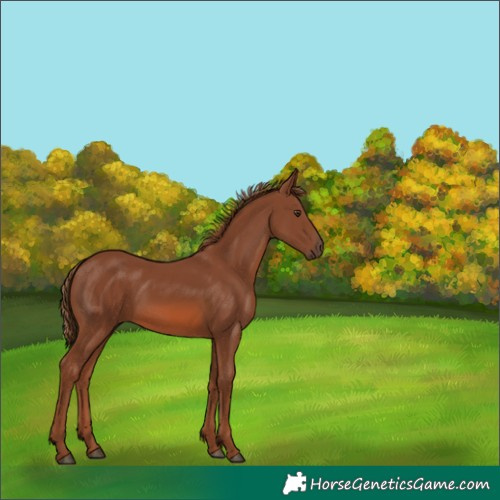 Horse Color:Chestnut 