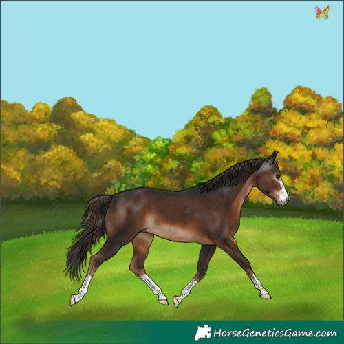 Horse Color:Gray Liver Chestnut 