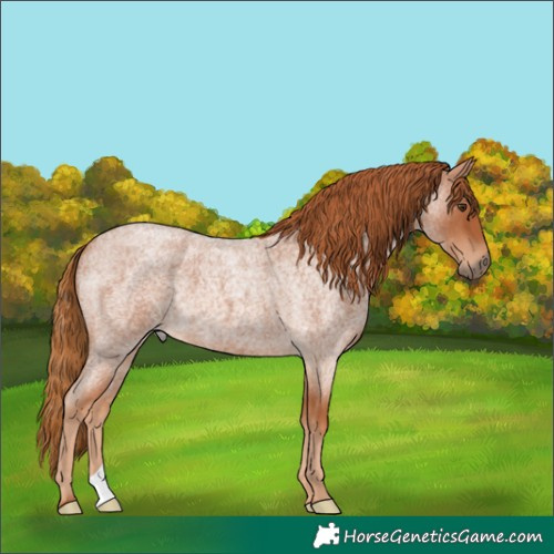 Horse Color:Red Roan 