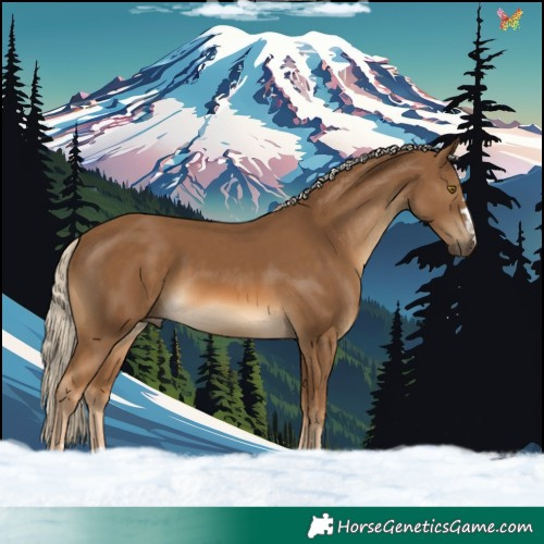 Horse Color:Chocolate Palomino 