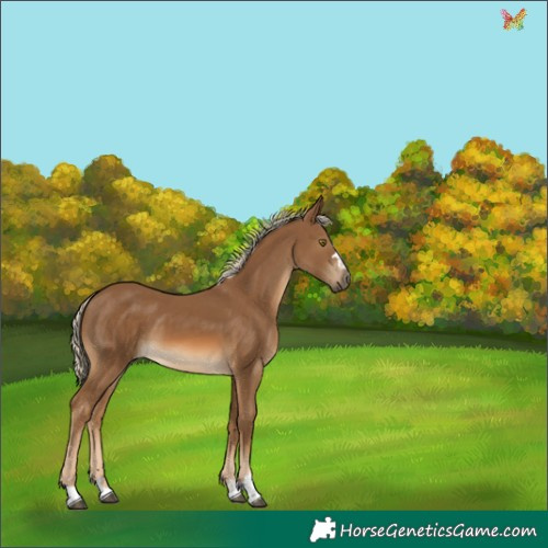 Horse Color:Chocolate Palomino 
