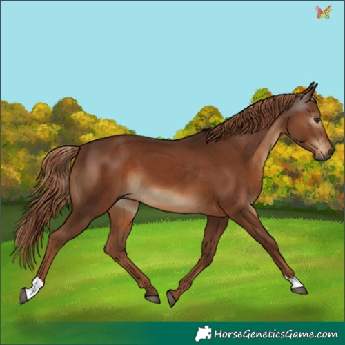 Horse Color:Gray Chestnut 