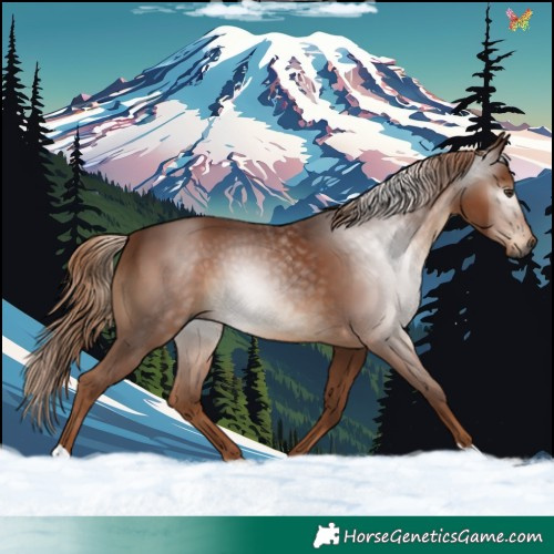 Horse Color:Gray Chestnut 