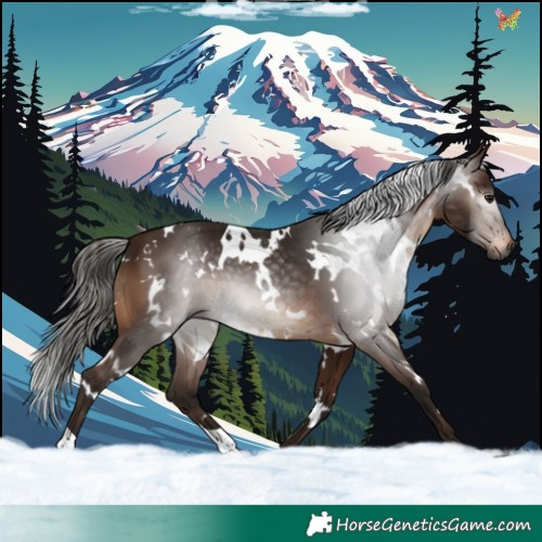 Horse Color:Gray White Spotted Bay 
