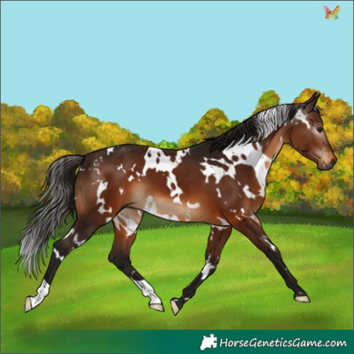 Horse Color:Gray White Spotted Bay