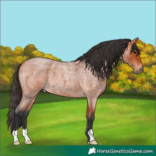 Horse Color:Bay Roan 