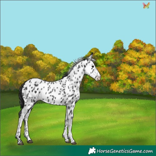 Horse Color:White Spotted Black Tobiano Appaloosa Rabicano