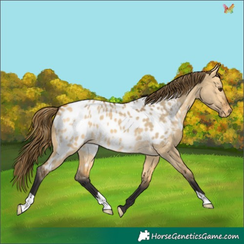 Horse Color:Buckskin Dun Appaloosa