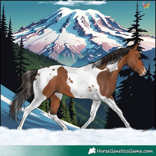 Horse Color:Bay Tobiano 