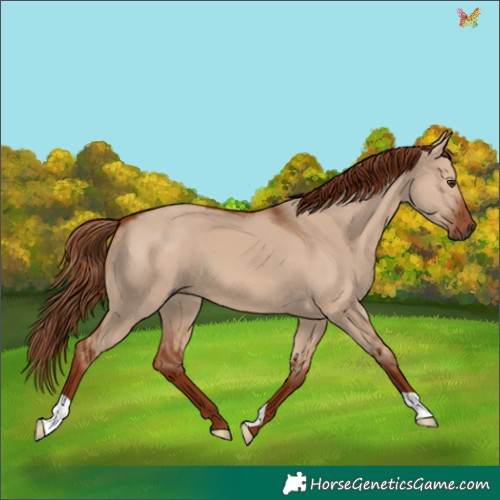 Horse Color:Red Dun