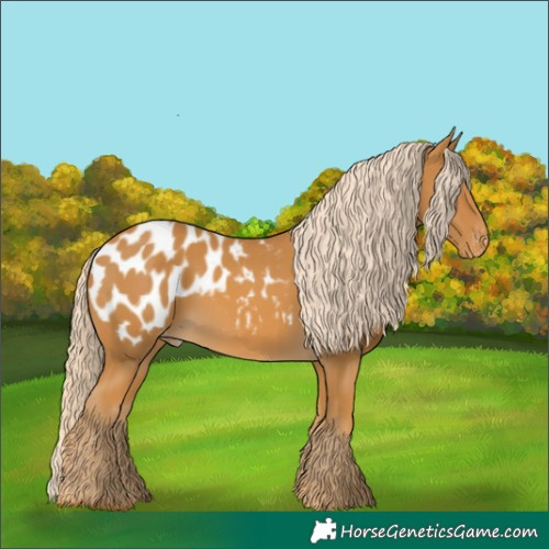 Horse Color:Palomino Appaloosa