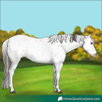 Horse Color:Bay Sabino