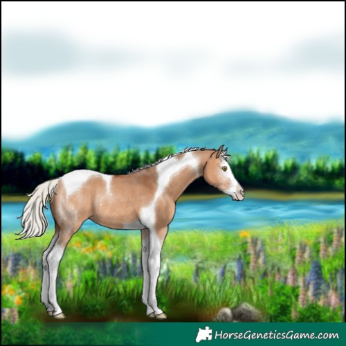 Horse Color:Silver Bay Dun Sabino Splash Tobiano Rabicano 