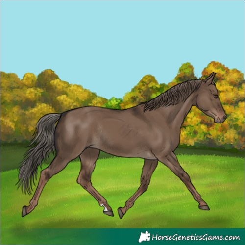 Horse Color:Liver Red Dun Rabicano