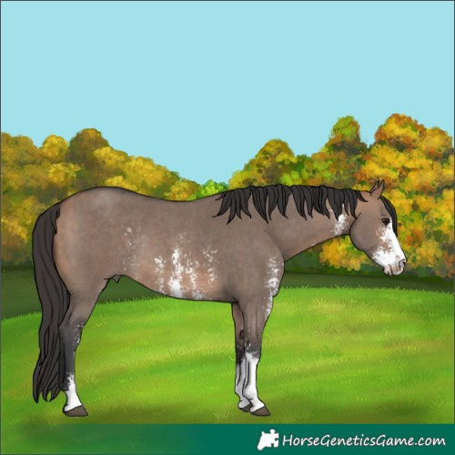 Horse Color:Bay Dun Sabino Rabicano