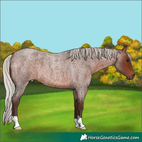 Horse Color:Silver Brown Roan 