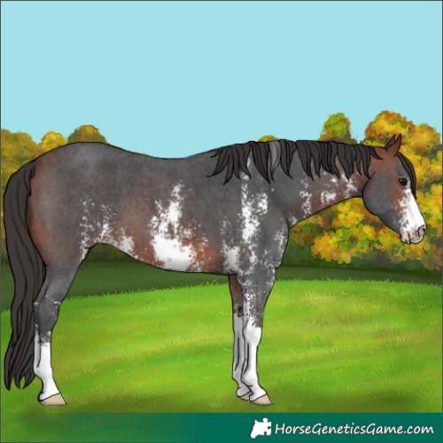Horse Color:Bay Sabino 