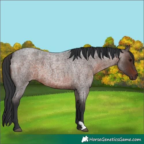 Horse Color:Brown Roan 