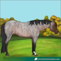 Horse Color:Brown Roan