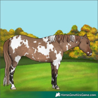 Horse Color:White Spotted Liver Red Dun