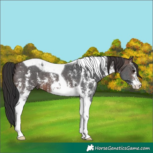 Horse Color:Brown Sabino Tobiano