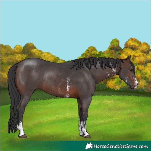 Horse Color:Brown Sabino Rabicano 