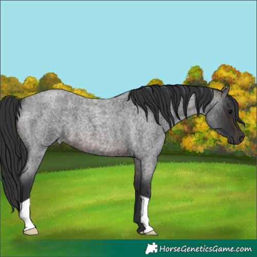 Horse Color:Brown Roan 